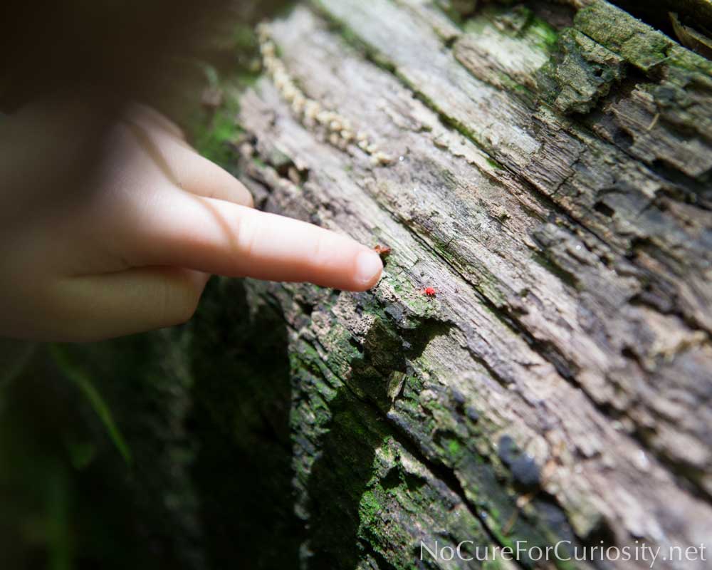 Discovering a tiny red spider on a nature walk
