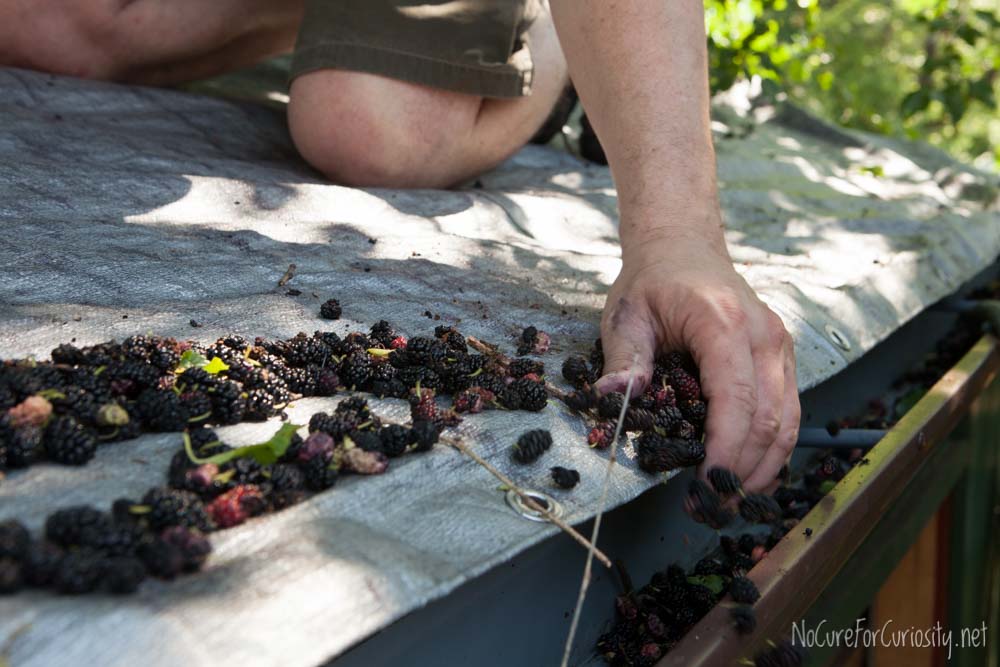 My husband carefully pushes the mulberries into the gutter.
