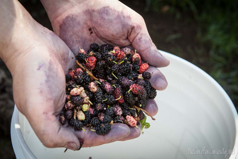 A handful of mulberries, some ripe and some not.