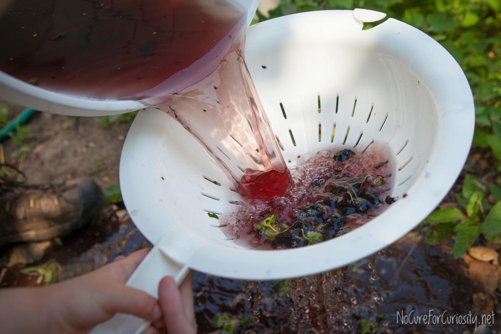 Rinsing the mulberry harvest.