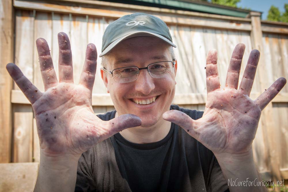 My husband shows his mulberry-stained hands.