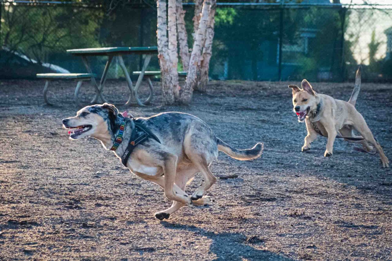 Our dog races around the dog park with another dog.